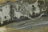 Triassic Aged Stromatolite Fossil - England #365750-1